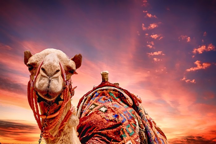 Camel Sunset Landscape · Free photo on Pixabay